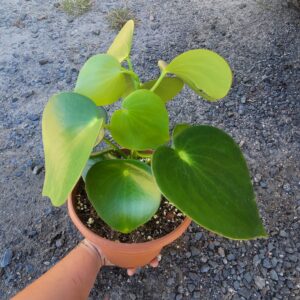 Peperomia polybotrya 'Raindrop'