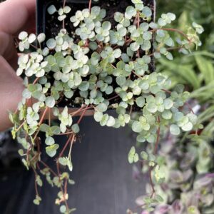 Pilea glauca 'Aquamarine'