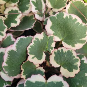 Saxifraga stolonifera 'Strawberry begonia'