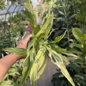 Spathiphyllum 'Deli Delhi'