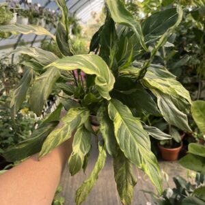 Spathiphyllum 'Curly Mint'