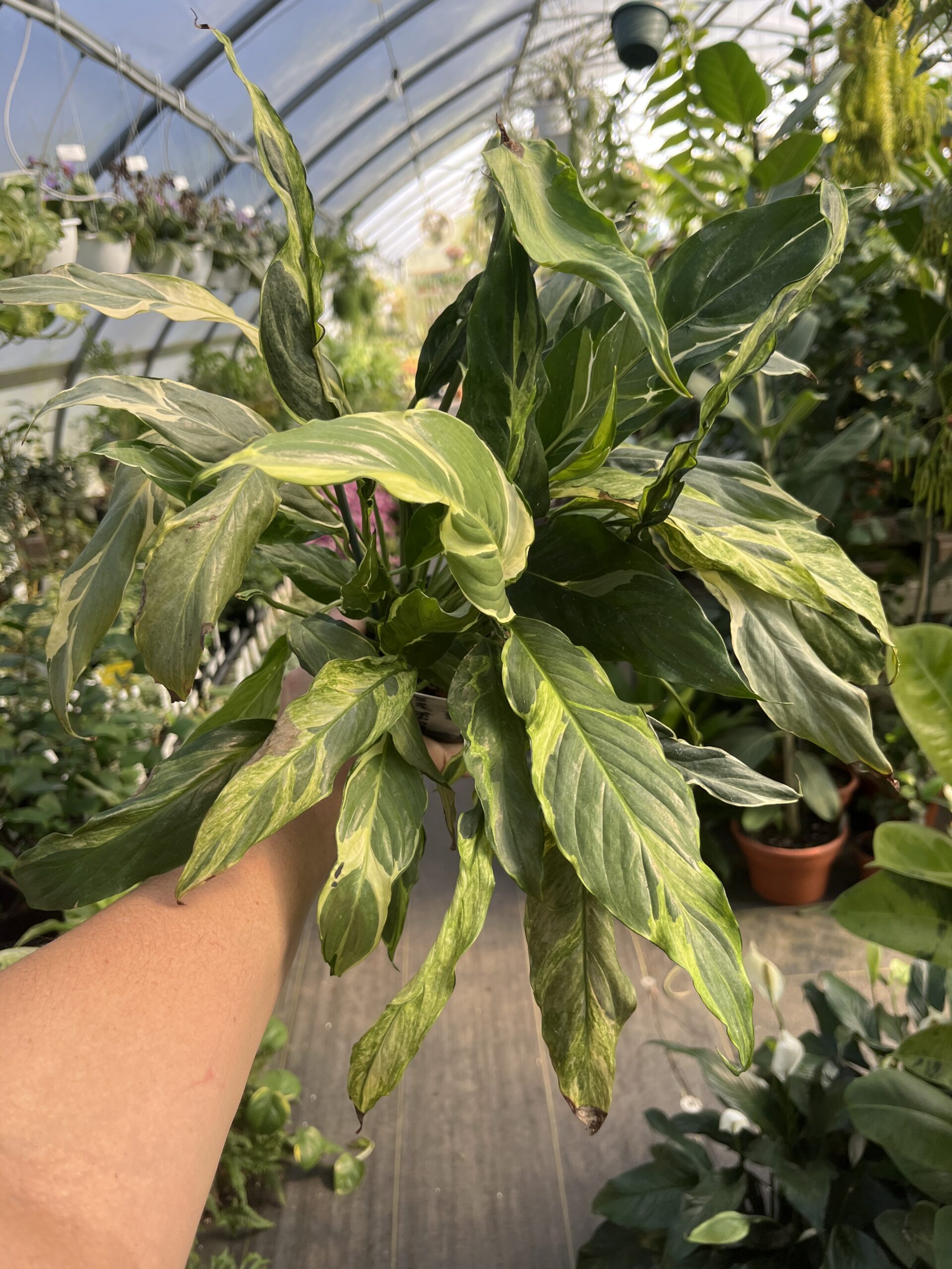 Spathiphyllum 'Curly Mint'