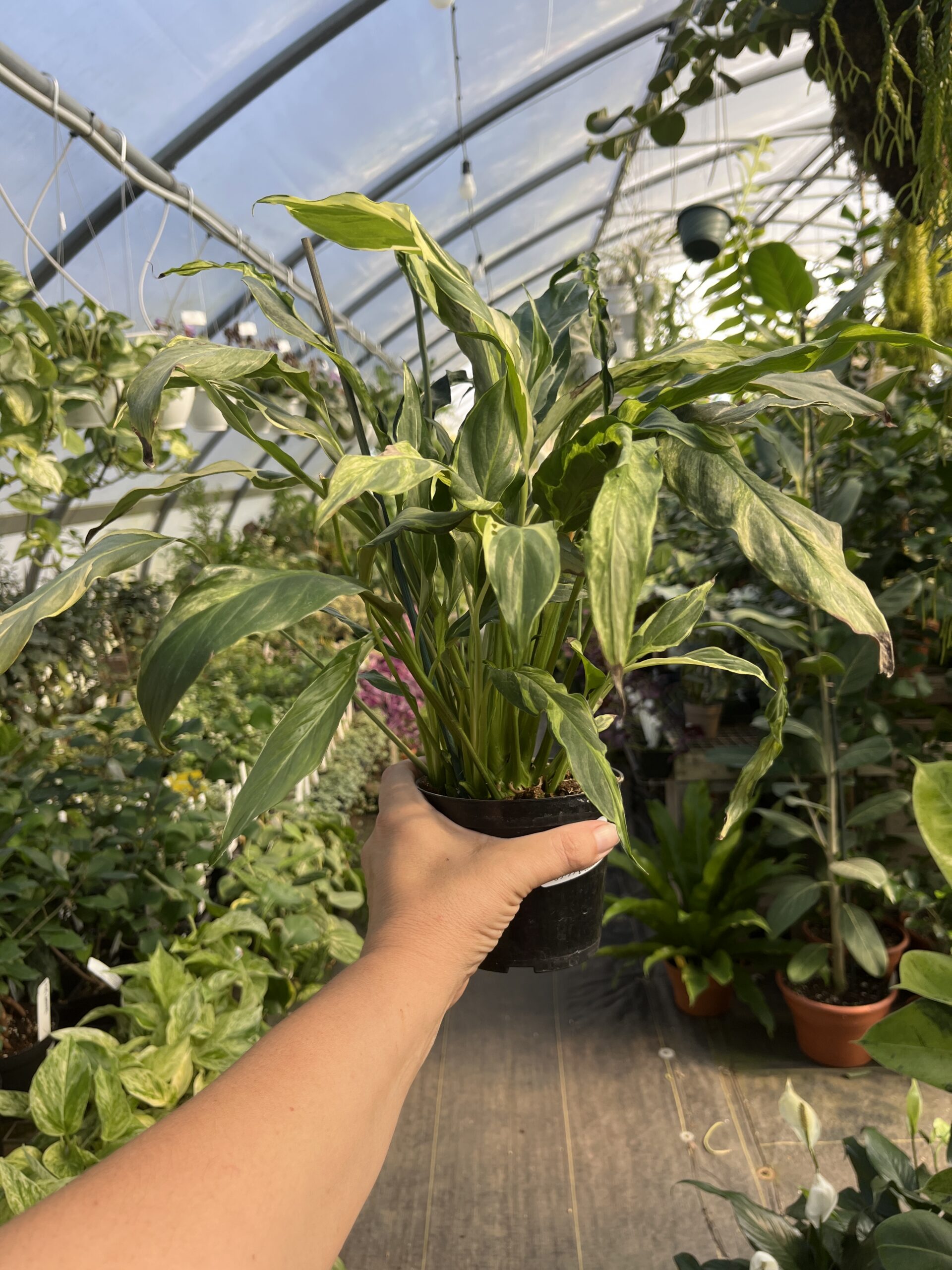 Spathiphyllum 'Curly Mint' - Image 3