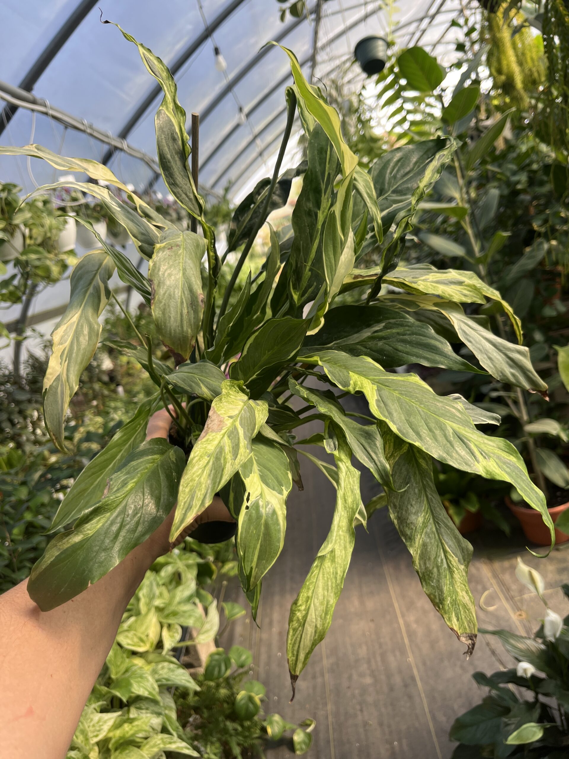 Spathiphyllum 'Curly Mint' - Image 2