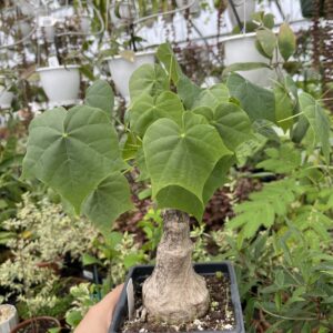 Firmiana colorata 1 ***EXACT PLANT***