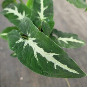 Syngonium wendlandii