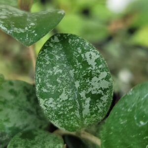 Hoya 'Mathilde Splash'