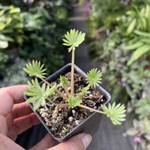 Oxalis palmifrons 'false shamrock'