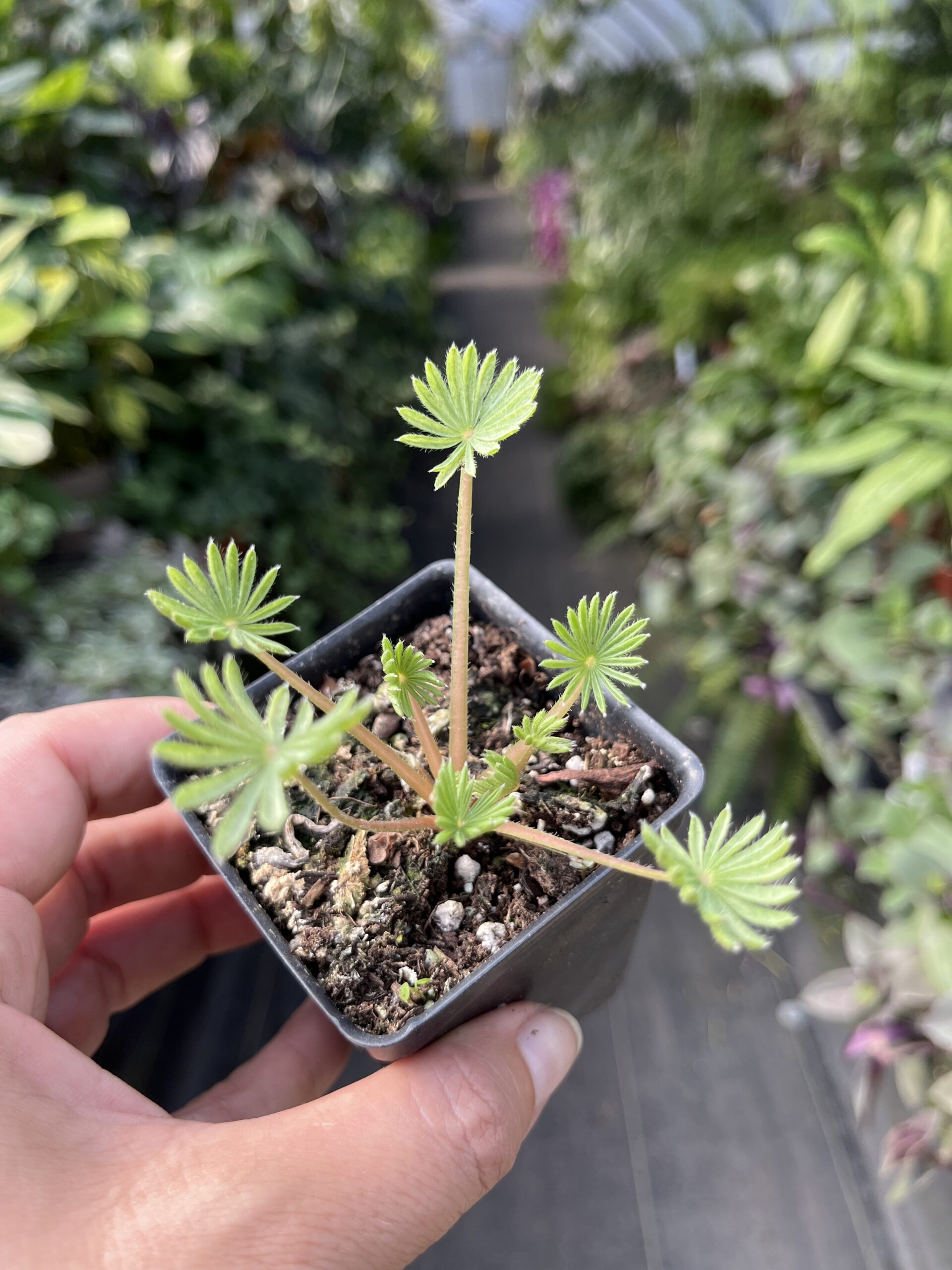 Oxalis palmifrons 'false shamrock'