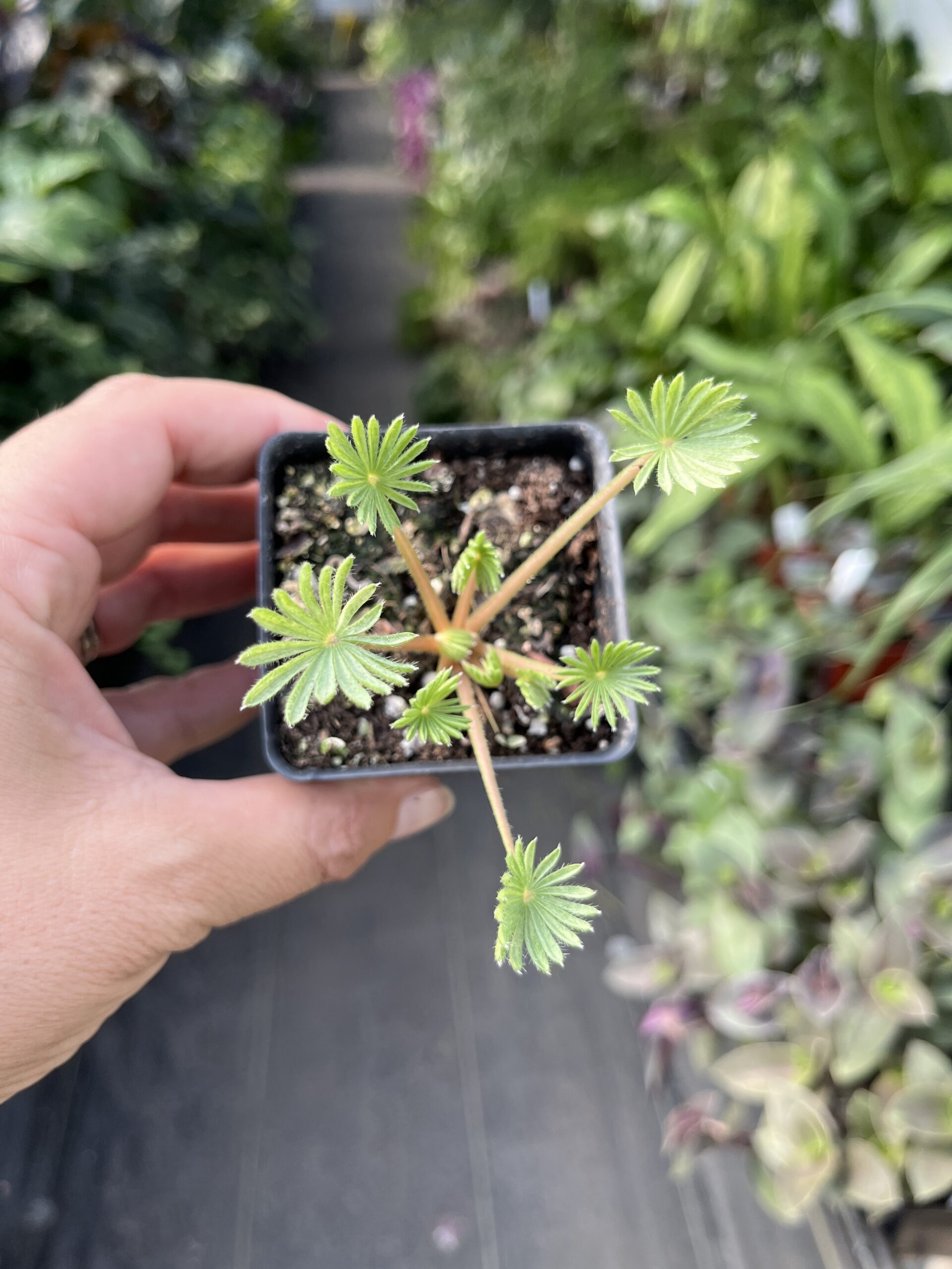 Oxalis palmifrons 'false shamrock' - Image 3