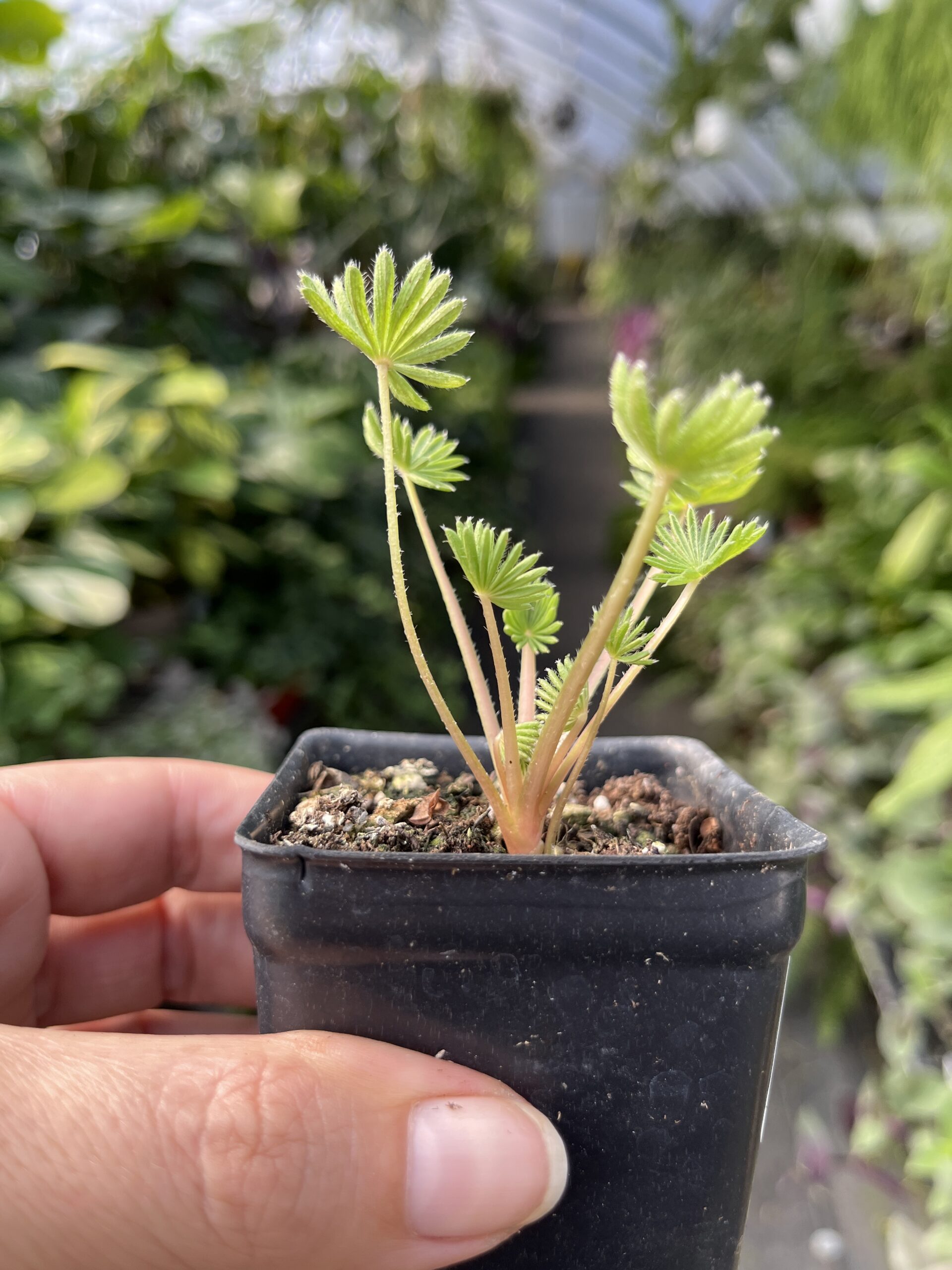 Oxalis palmifrons 'false shamrock' - Image 2