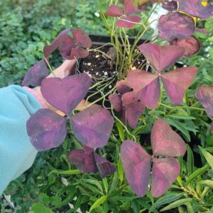 Oxalis triangularis (purple shamrock)