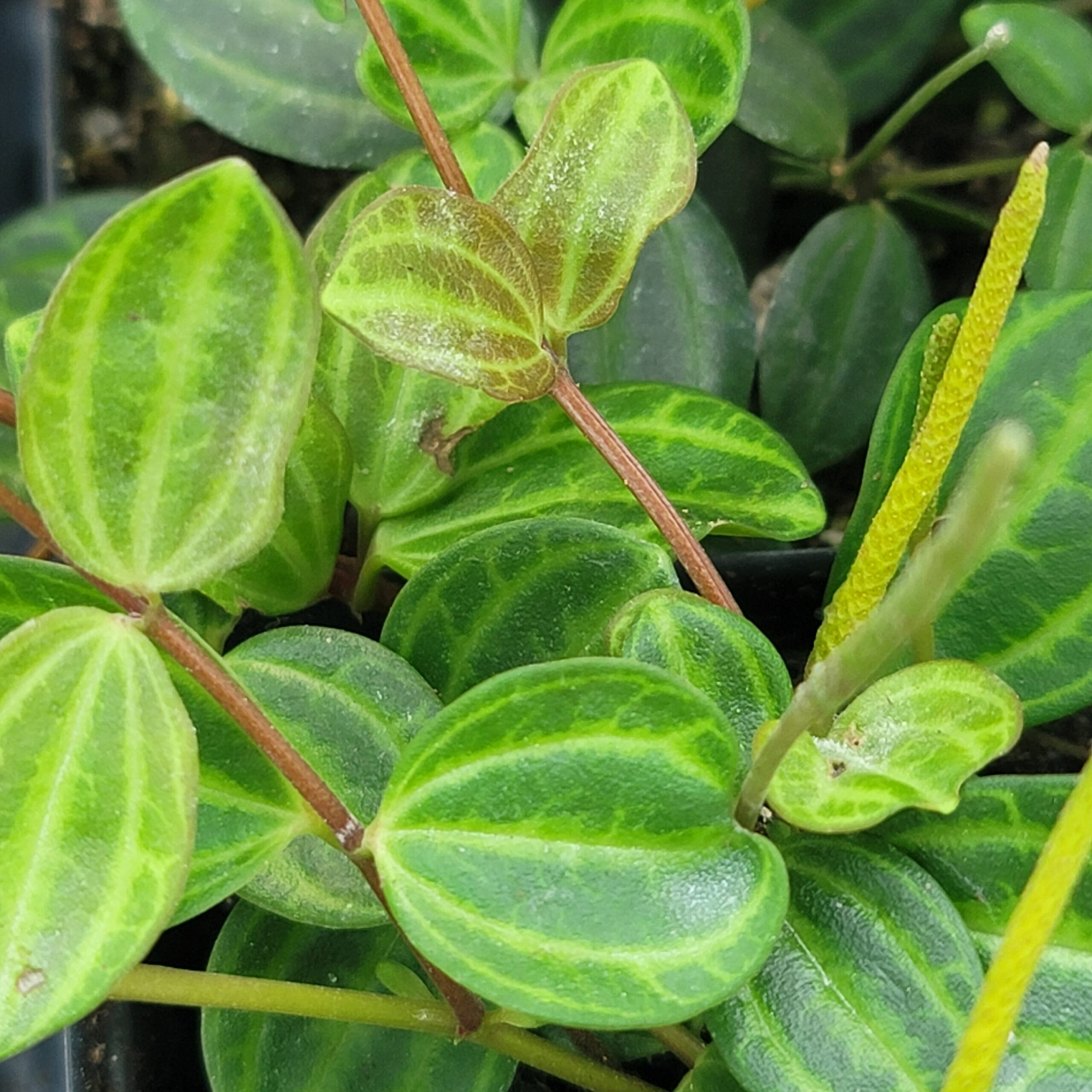 Peperomia angulata 'Beetle Peperomia' - Image 2