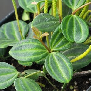 Peperomia angulata 'Beetle Peperomia'