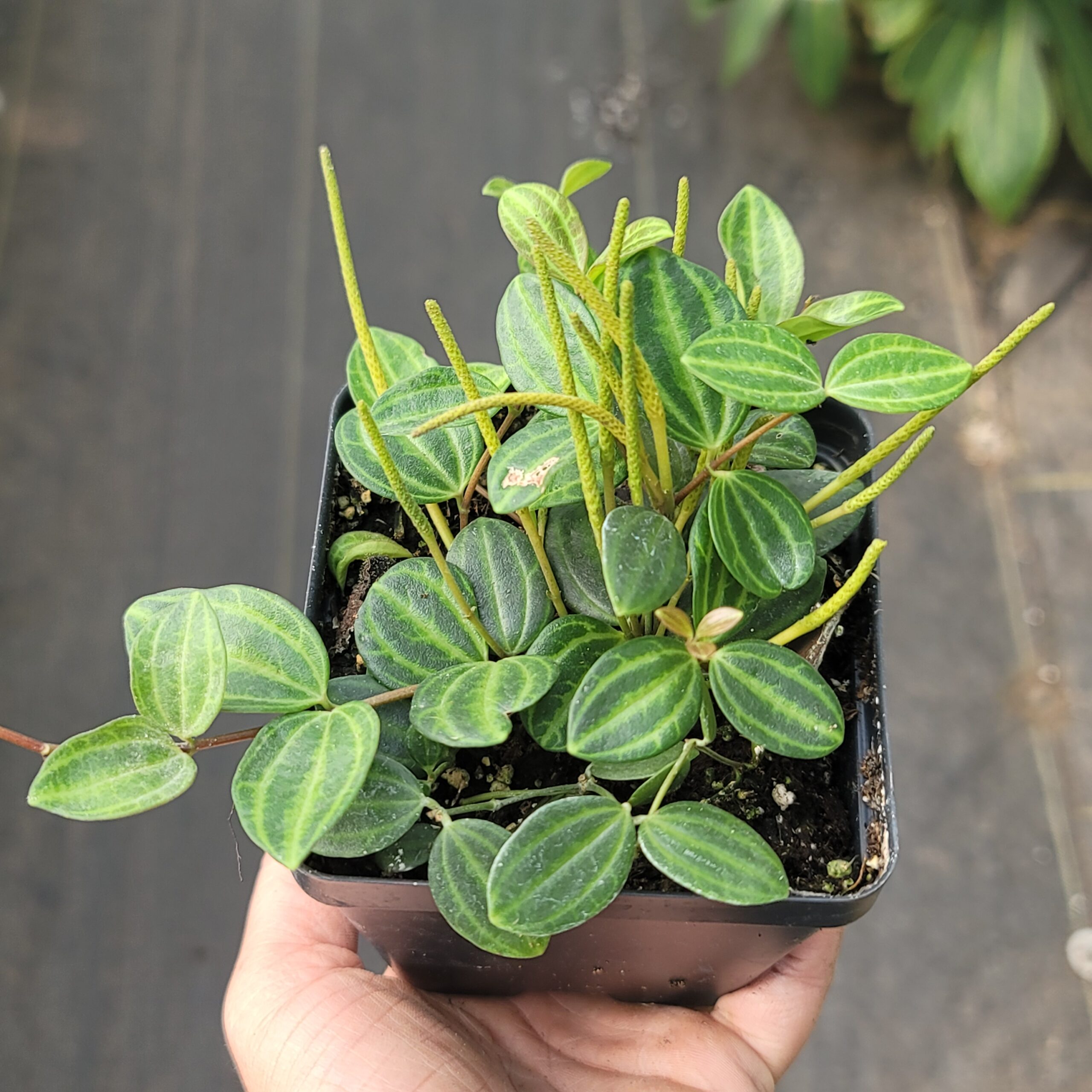 Peperomia angulata 'Beetle Peperomia' - Image 3