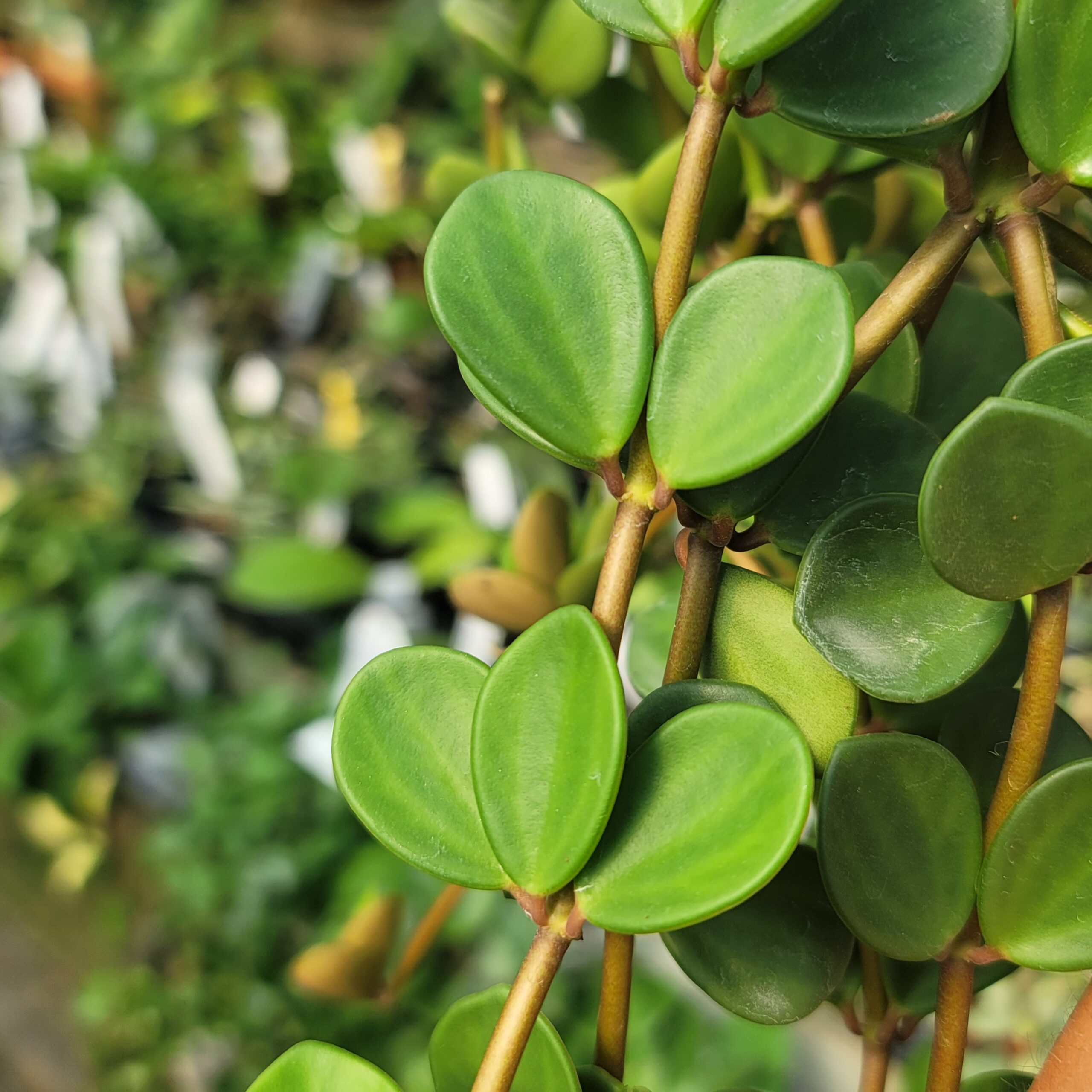 Peperomia 'Hope' - Image 7