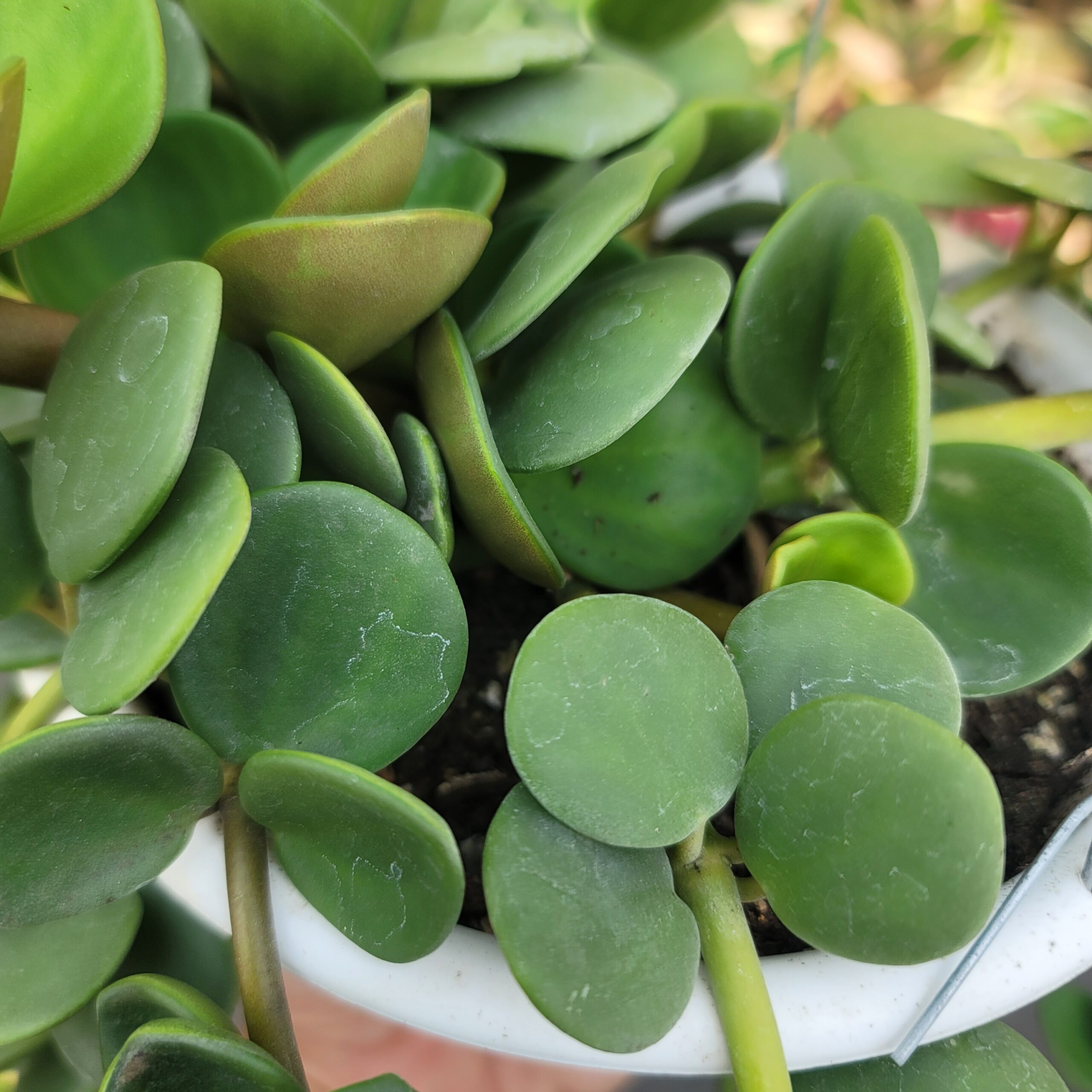 Peperomia 'Hope' - Image 6