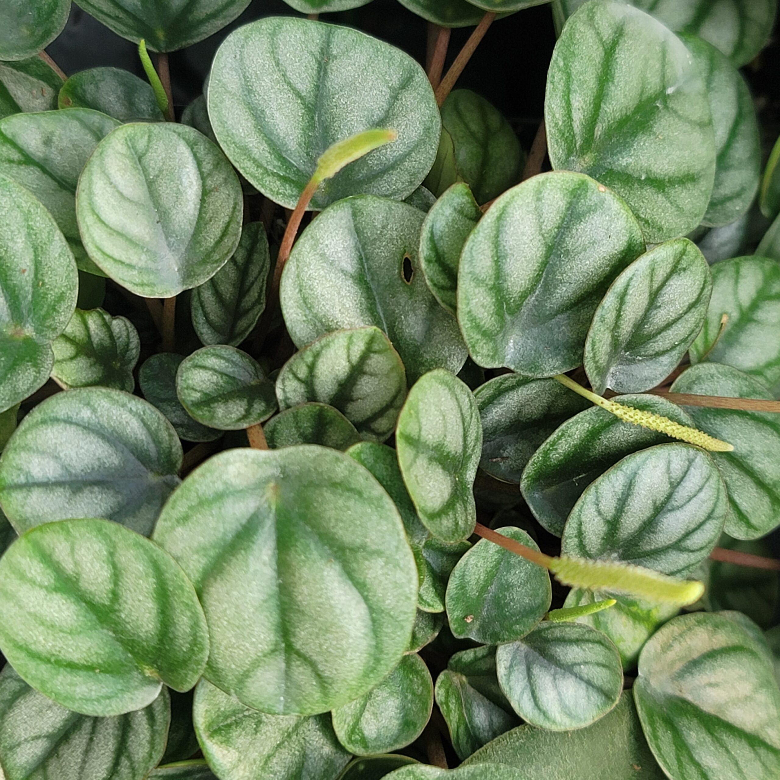 Peperomia 'Little Toscani'