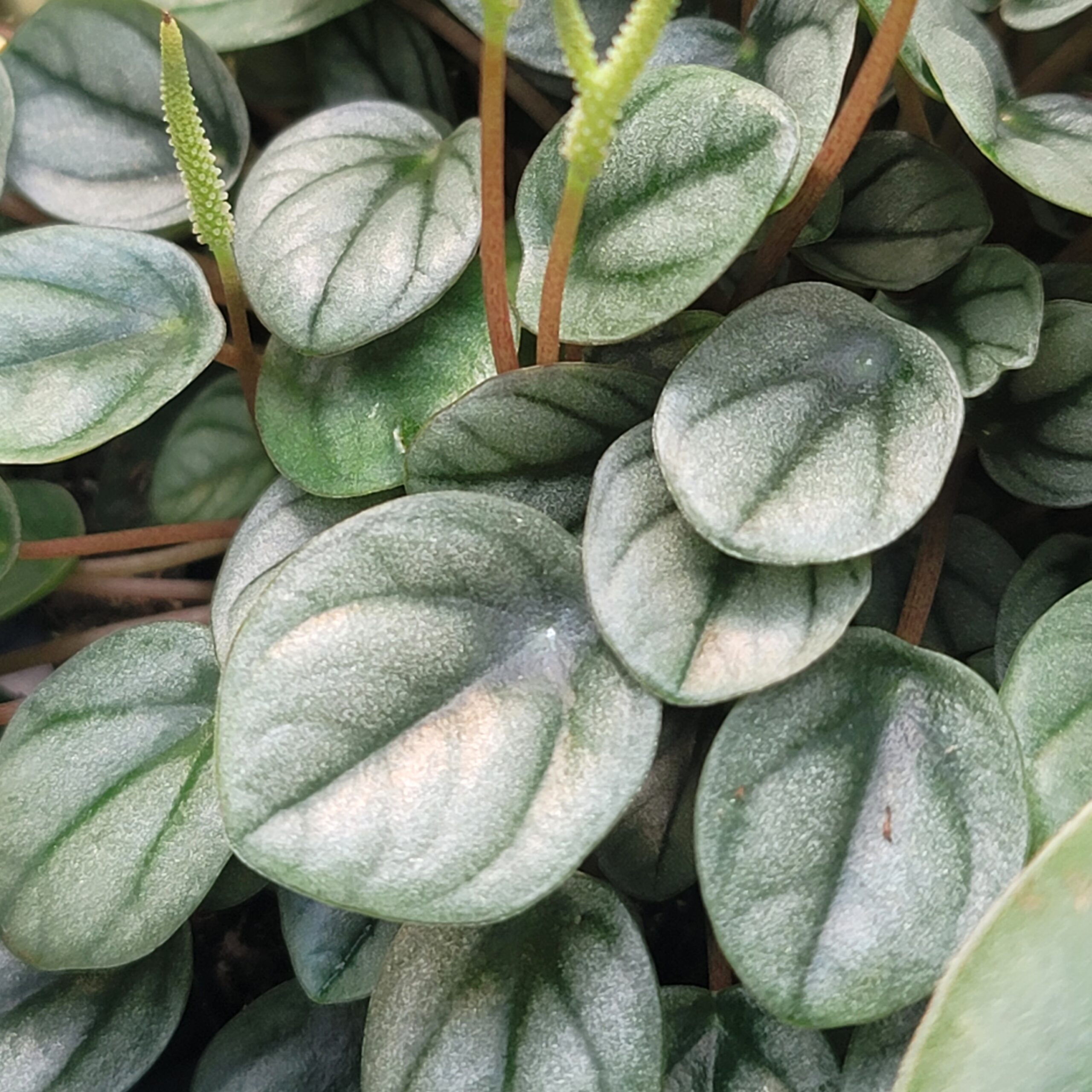 Peperomia 'Little Toscani' - Image 2