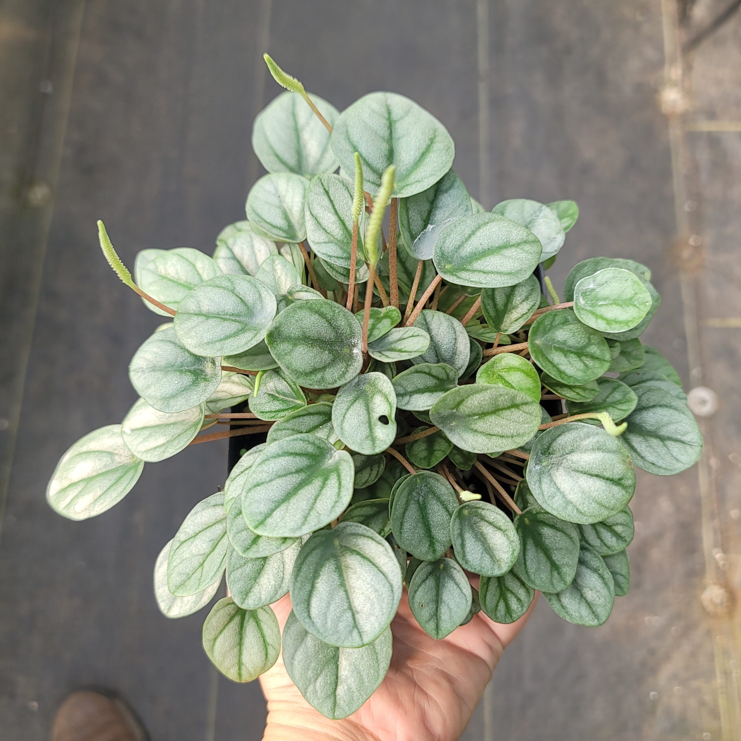 Peperomia 'Little Toscani' - Image 4