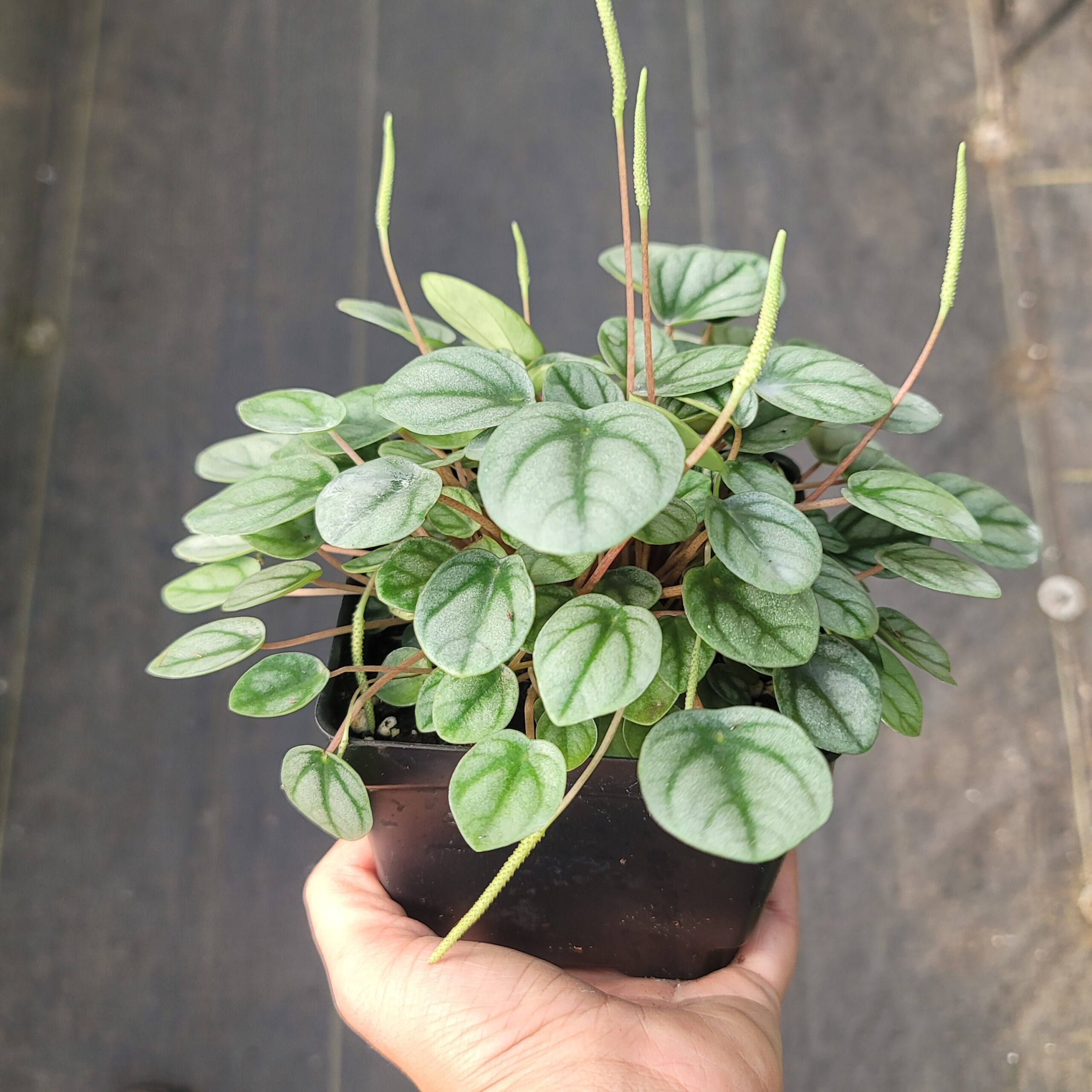 Peperomia 'Little Toscani' - Image 3